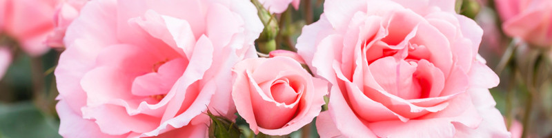 Rose, Roses, Rosa, Pink Roses, Garden Roses